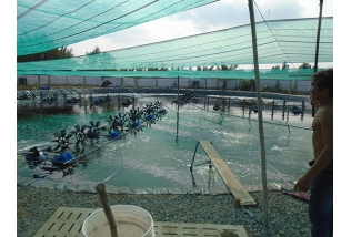 Đề xuất thử nghiệm nuôi tôm bằng vi sinh tại Sóc Trăng